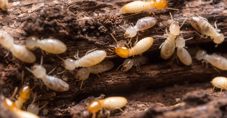 Are termites a problem in California