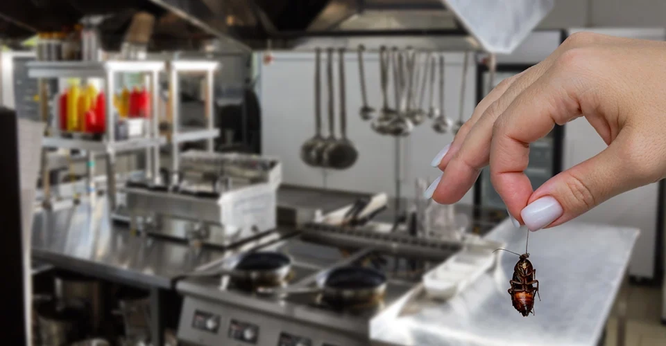 How to Protect Your Sacramento Business with Commercial Cockroach Control 2 Commercial Cockroach Control