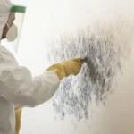 how to find and remove mold